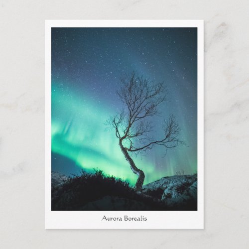 Aurora Borealis Tree Postcard