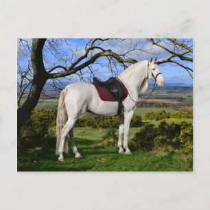 "Aurora On Fox Hill" Postcard