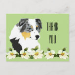 Aussie Blue Merle Dog Thank You Postcard