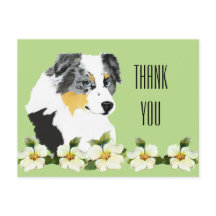 Aussie Blue Merle Dog Thank You Postcard