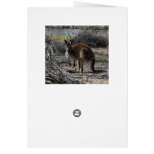 Aussie Bush Kangaroo, (Back)