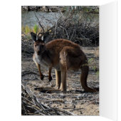 Aussie Bush Kangaroo, (Inside (Left))