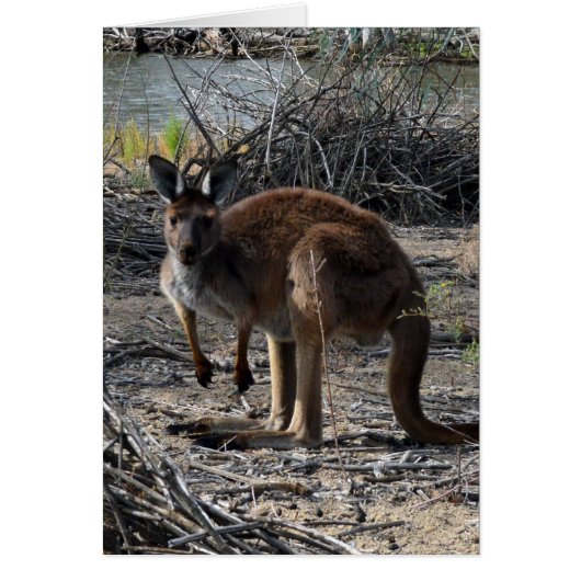 Aussie Bush Kangaroo, (Front)