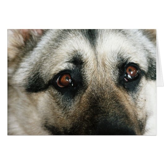 Aussie Close Up Eyes Cards (Front Horizontal)