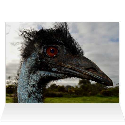 Aussie Emu Attraction, (Inside Horizontal (Top))