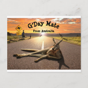 Aussie Kangaroo Postcard