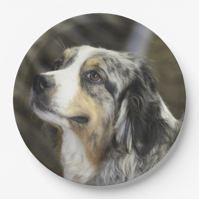 Aussie  paper plates (Front)