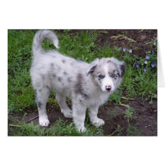 Aussie Puppy Cards