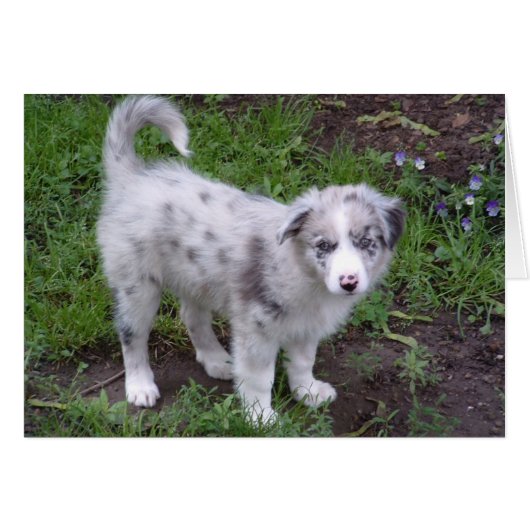Aussie Puppy Cards (Front Horizontal)