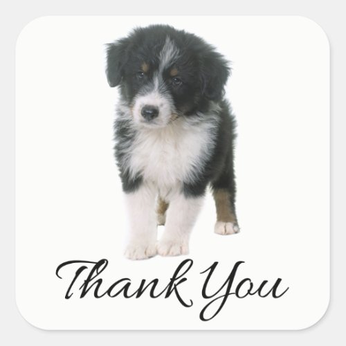 Aussie Puppy Dog Australian Shepherd Thank You Square Sticker