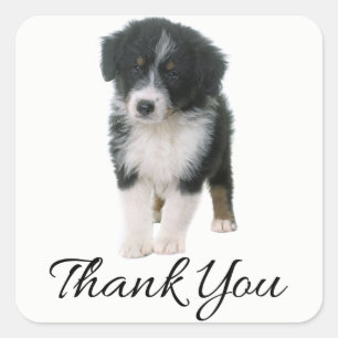 Aussie Puppy Dog Australian Shepherd Thank You Square Sticker