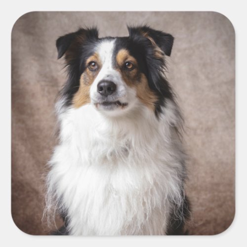  Aussie Puppy Dog Watercolor Australian Shepherd   Square Sticker