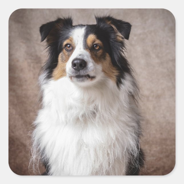  Aussie Puppy Dog Watercolor Australian Shepherd   Square Sticker (Front)