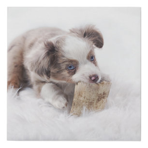 aussie red merle pup faux canvas print