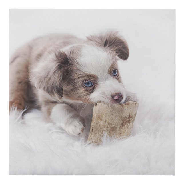 aussie red merle pup faux canvas print (Front)