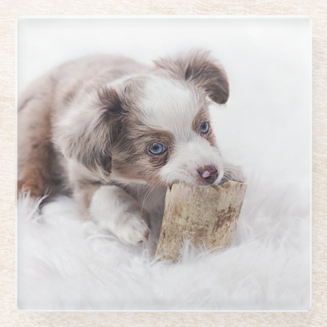aussie red merle pup glass coaster (Front)