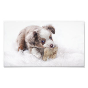 aussie red merle pup photo print