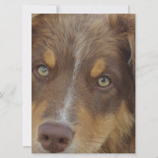 aussie red tri pup (Front)