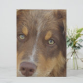 aussie red tri pup (Standing Front)