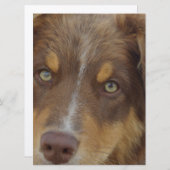 aussie red tri pup (Front/Back)