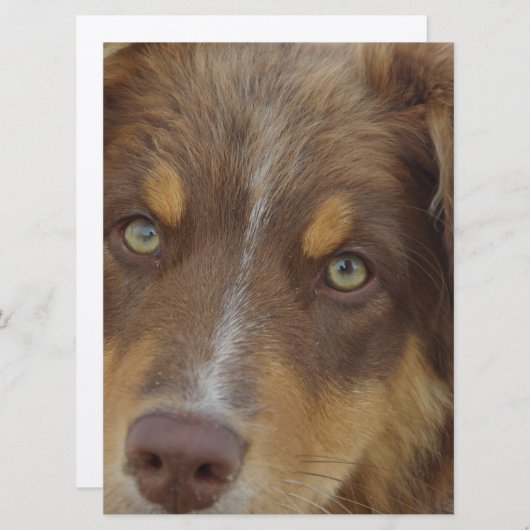 aussie red tri pup (Front/Back)