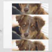 aussie red tri pup (Front/Back)