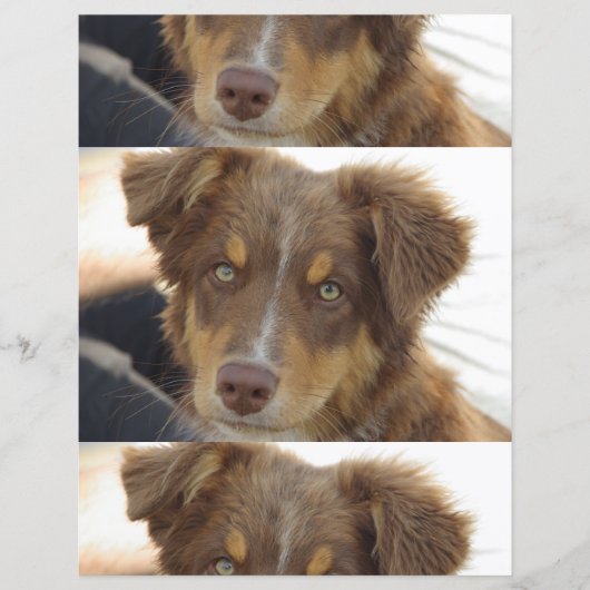 aussie red tri pup (Front)