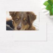 aussie red tri pup (Desk)