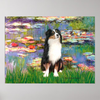 Aussie Shep (Tri2) - Lilies #2 Poster