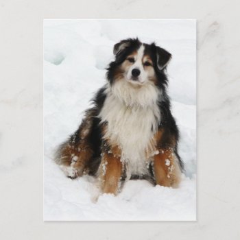 Aussie Shepherd Dog In Snow Postcard by CountryCorner at Zazzle