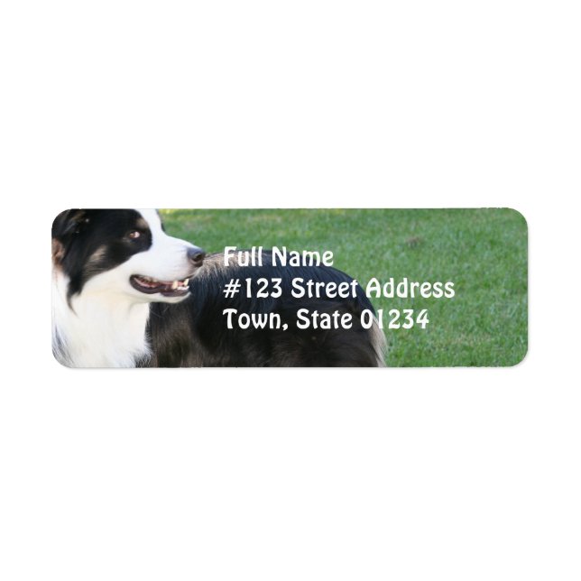 Aussie Shepherd Return Address Mailing Labels (Front)