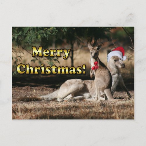 Aussie Style Christmas Kangaroos Holiday Postcard