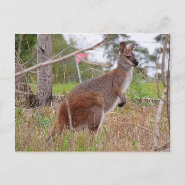 aussie wallaby postcard (Front)