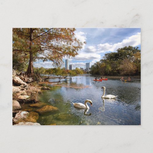 Austin Texas Barton Creek  Ladybird Lake Swans Postcard