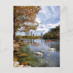 Austin, Texas Barton Creek / Ladybird Lake Swans Postcard