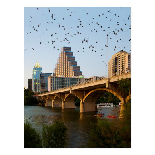 Austin, Texas Congress Bridge Bats Postcard