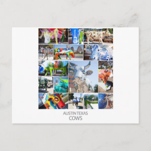 Austin Texas Cows Postcard