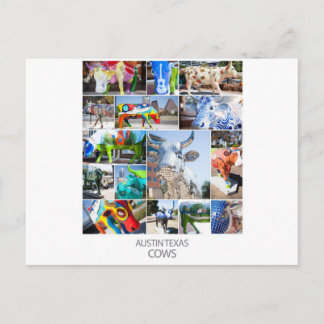 Austin Texas Cows Postcard