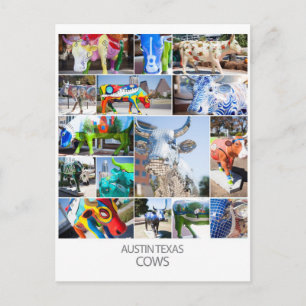 Austin Texas Cows Postcard