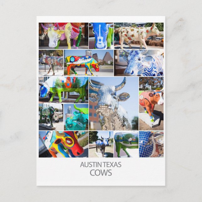 Austin Texas Cows Postcard (Front)