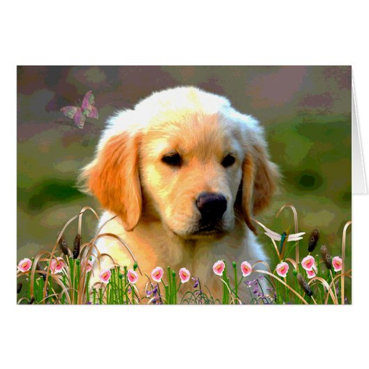 Austin The Golden Labrador (Front Horizontal)