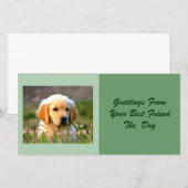 Austin The Golden Labrador (Front/Back)