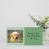 Austin The Golden Labrador (Standing Front)