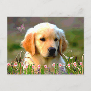 Austin The Golden Labrador Postcard