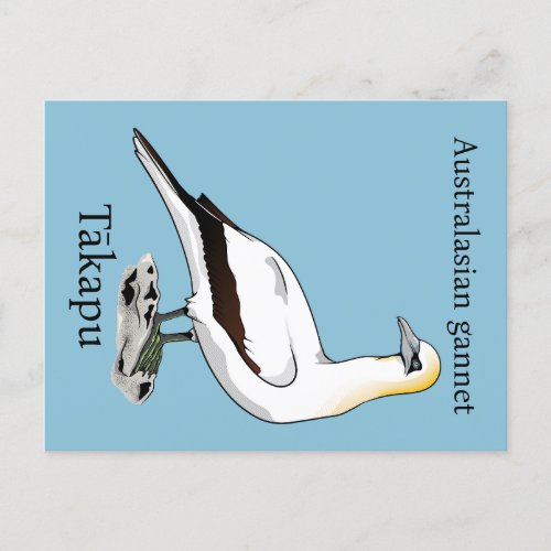 Australasian gannet Äkapu postcard