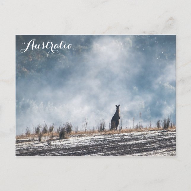 Australia Australian Kangaroo Travel Photo Postcard (Front)