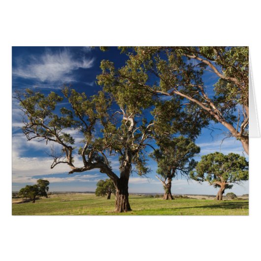 Australia, Barossa Valley, Mount Pleasant Cards (Front Horizontal)
