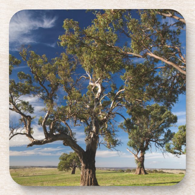 Australia, Barossa Valley, Mount Pleasant Drink Coaster (Front)