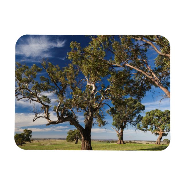 Australia, Barossa Valley, Mount Pleasant Magnet (Horizontal)