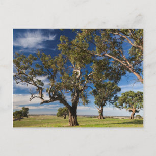 Australia, Barossa Valley, Mount Pleasant Postcard
